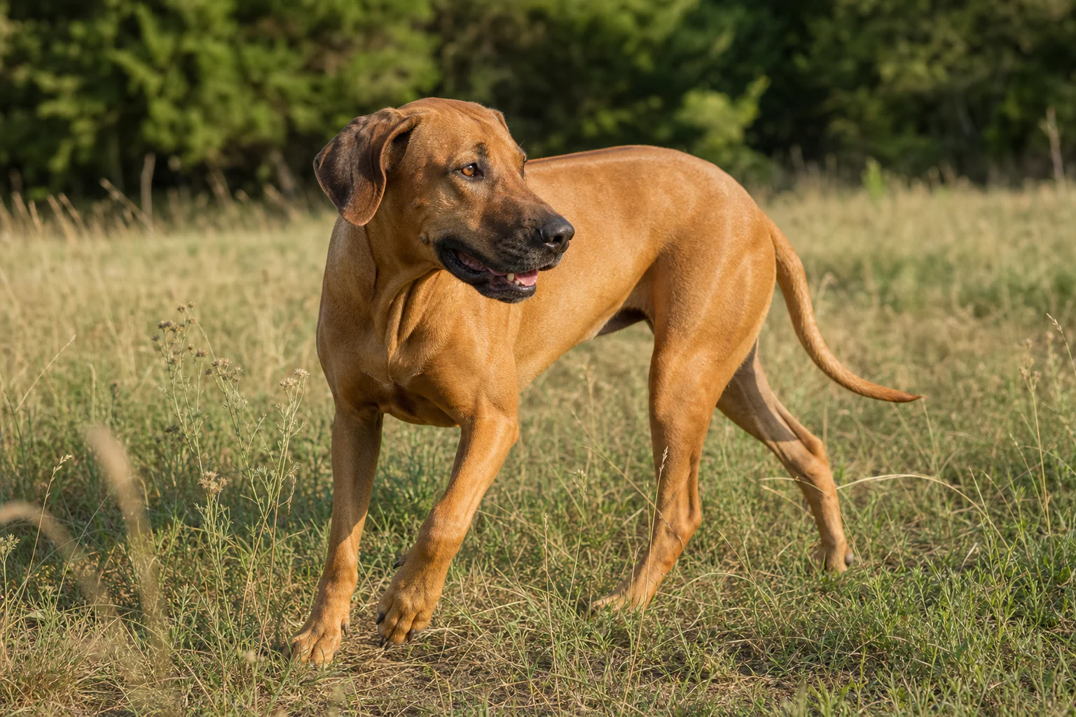 A dog moving calmly through pasture in warm late-afternoon light