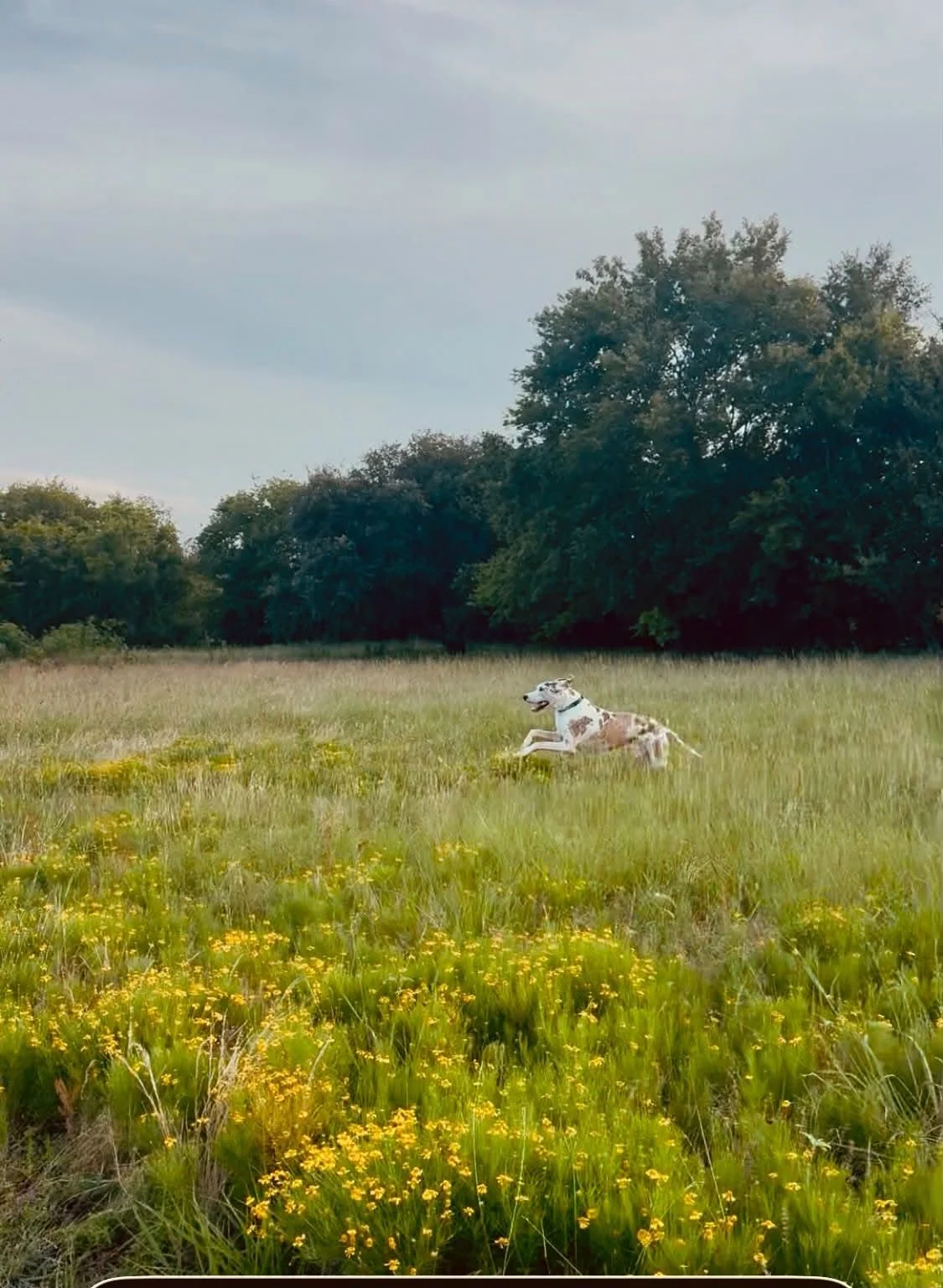 A harlequin Great Dane running through tall pasture grass