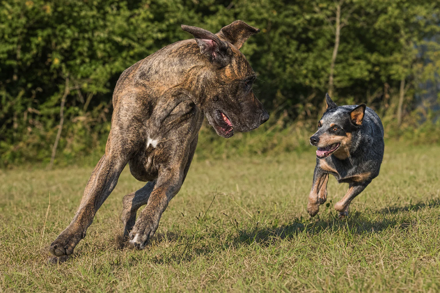 Two dogs sharing a friendly moment during outdoor play