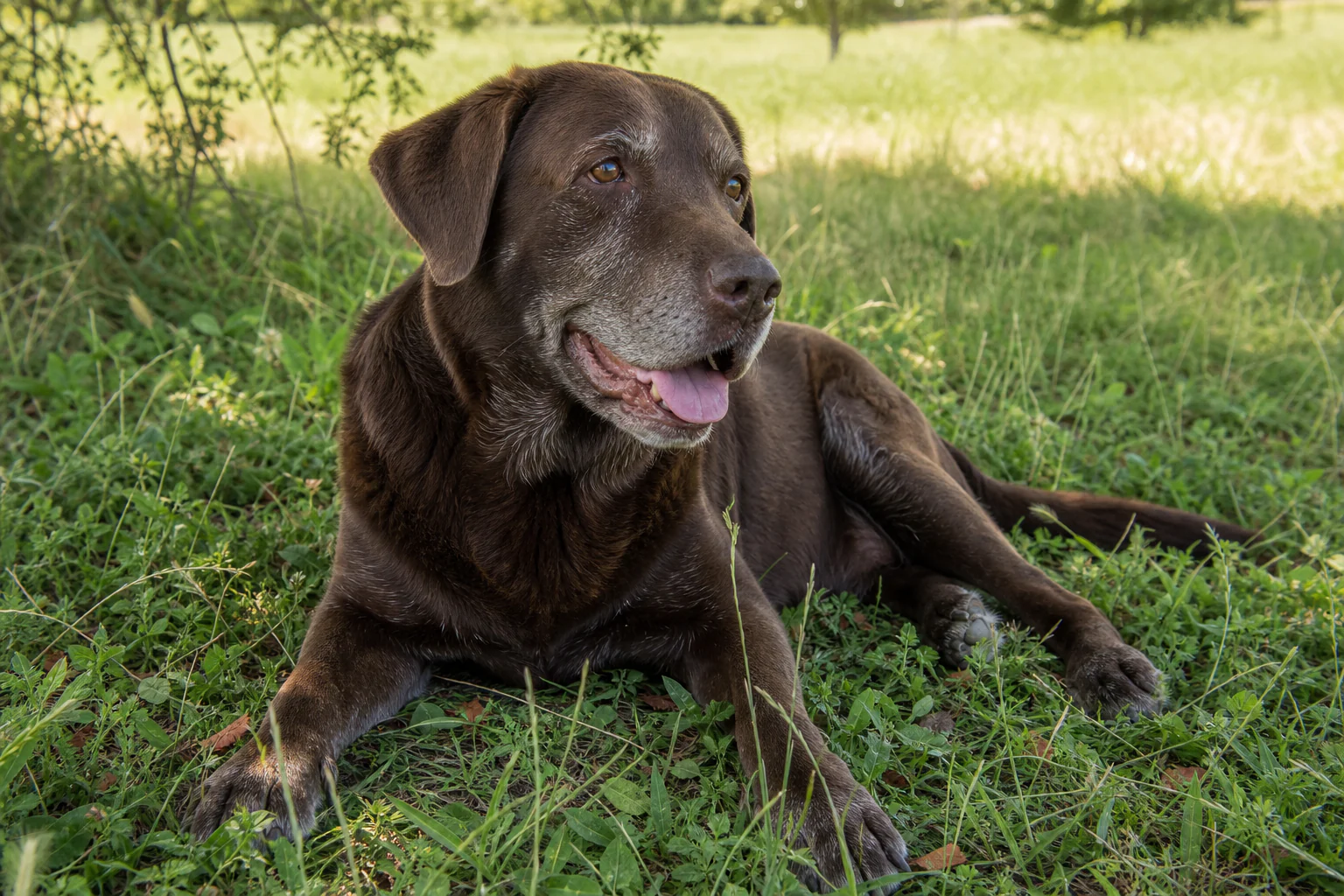 A senior chocolate Labrador resting contentedly after outdoor time