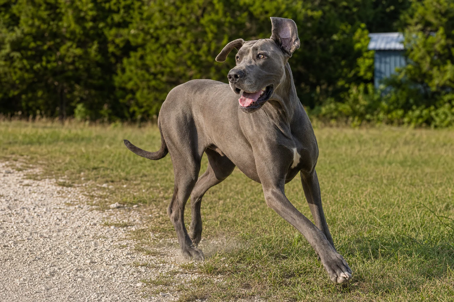 A Great Dane walking attentively beside a retreat caretaker