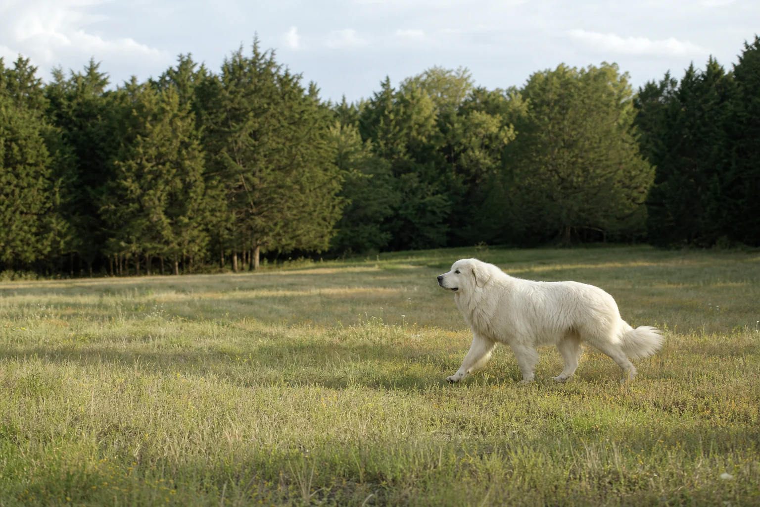 A Great Pyrenees standing in a broad green country field